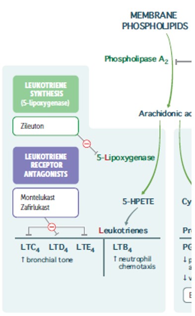 Antileukotrienes