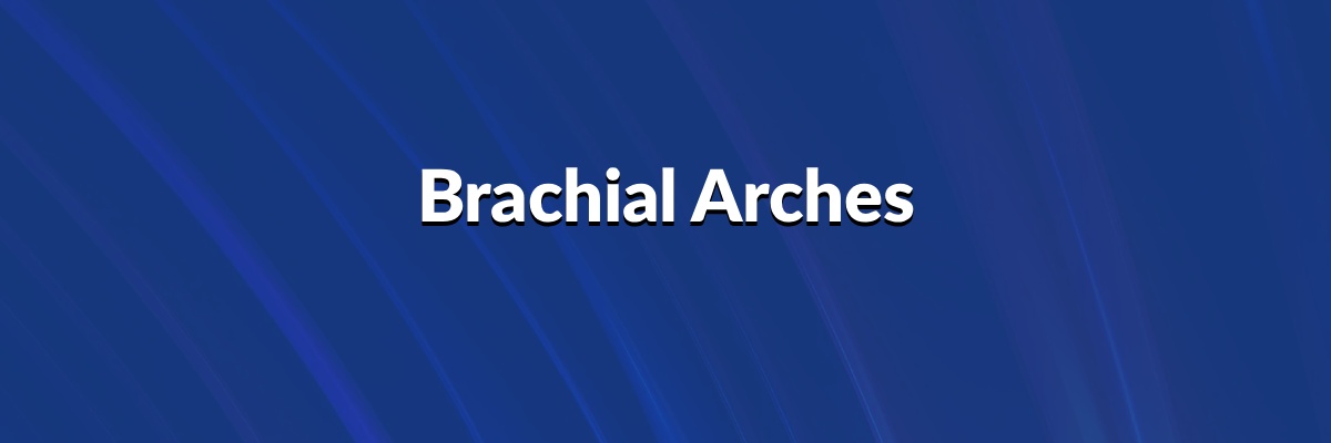 Brachial Arches