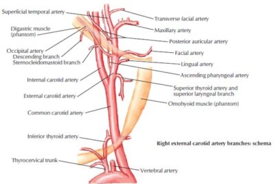 Branches of External Carotid Artery - Dr. Paul Mirdamadi DDS