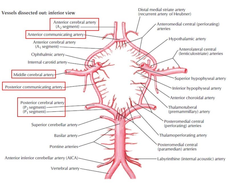 Circle of Willis - Dr. Paul Mirdamadi DDS