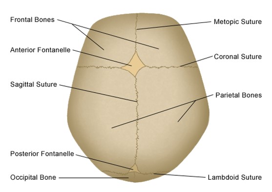 Cranial Sutures