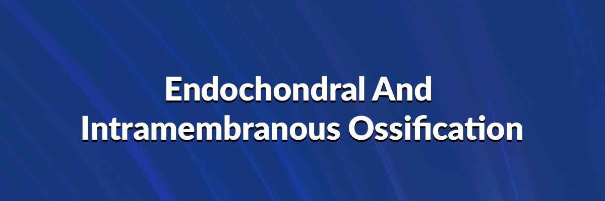 Endochondral And Intramembranous Ossification
