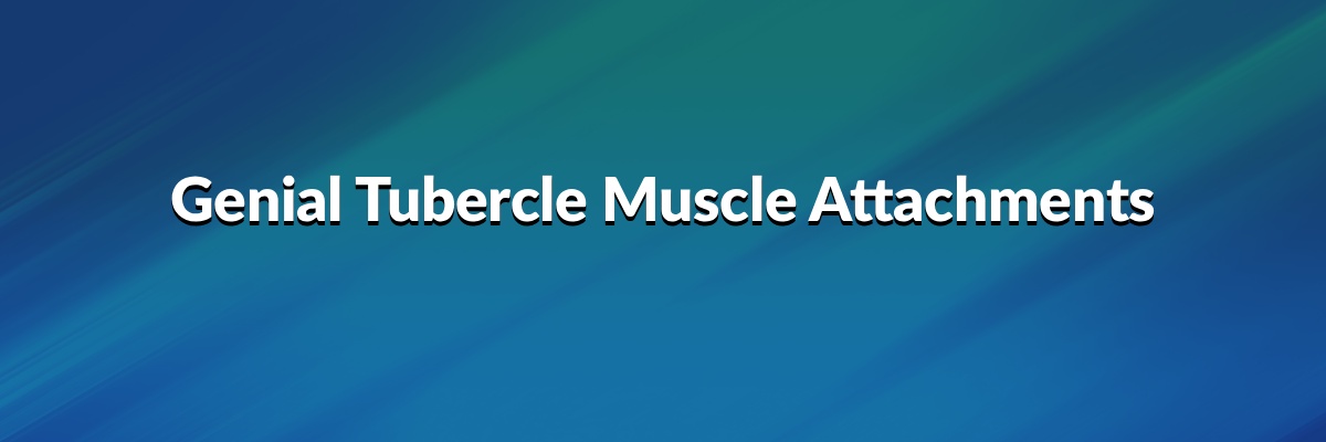 Genial Tubercle Muscle Attachments