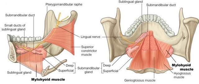 Genial Tubercle Muscle Attachments