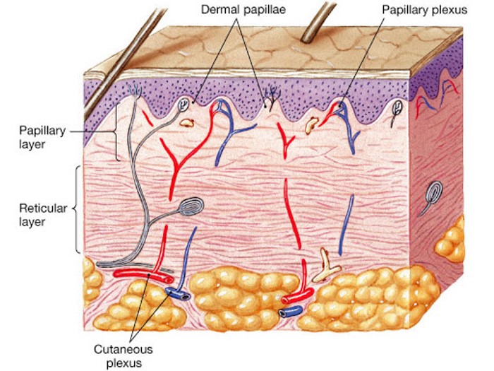 Layers of Skin for Chemical Peal