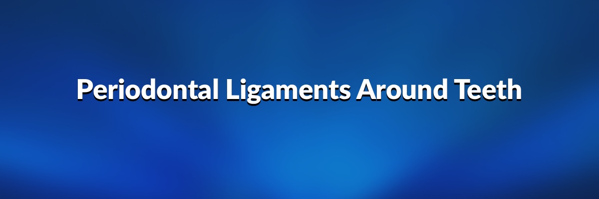 Periodontal Ligaments Around Teeth
