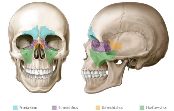 Sinuses of the Facial Skeleton - Dr. Paul Mirdamadi DDS