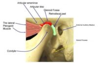 Temporomandibular Joint Anatomy - Dr. Paul Mirdamadi DDS