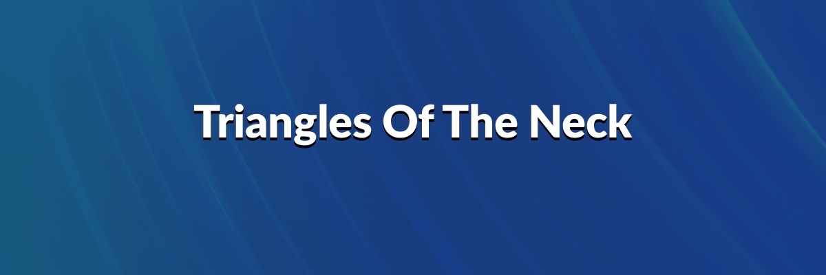 Triangles Of The Neck