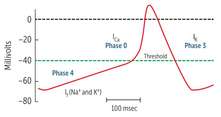 Pacemaker Action Potential