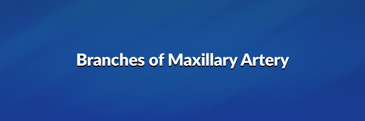 Branches of Maxillary Artery 1